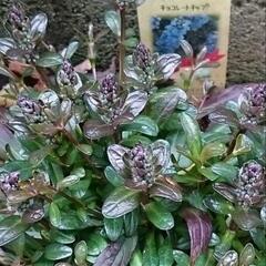 花　植物　アジュガ 西洋十二単 グランドカバーに　常緑多年草　育てやすいの画像