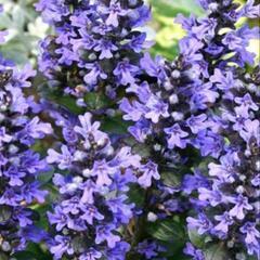 花　植物　アジュガ 西洋十二単 グランドカバーに　常緑多年草　育...