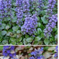 花　植物　アジュガ 西洋十二単 グランドカバーに　常緑多年草　育てやすいの画像