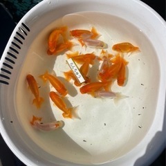 ランチュウ　金魚