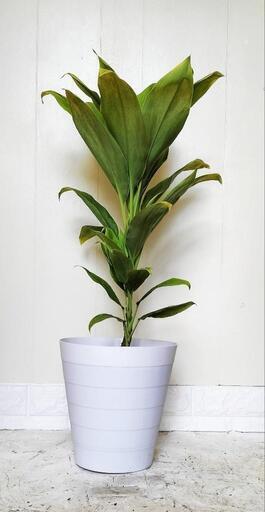 ドラセナ観葉植物