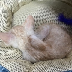子猫の里親募集 - 猫