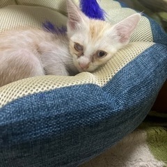 子猫の里親募集 - 常陸太田市