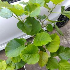 ✰ありがとうございますm(__)m決まりました❗観葉植物　ウンベラータ130cmの画像