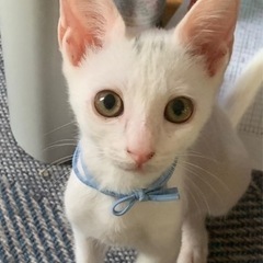 決まりました！