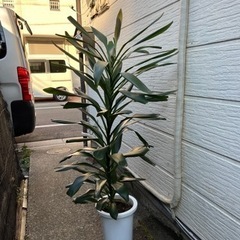 観葉植物　グローカル1本立