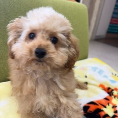 トイプー子犬　里親募集中