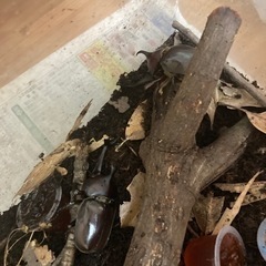 カブトムシ雄成虫と雌成虫を交換してください