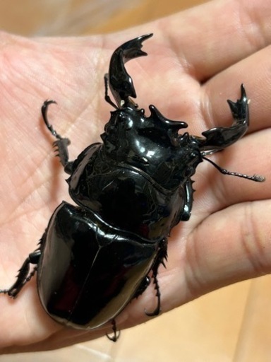 タランドゥスオオツヤクワガタ　80UPラストペア