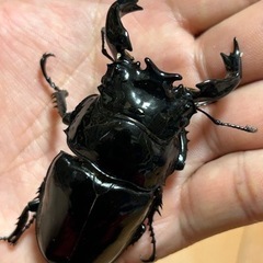 タランドゥスオオツヤクワガタ 80UPラストペア