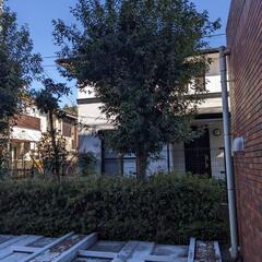 樫の原木、薪などにどうぞの画像