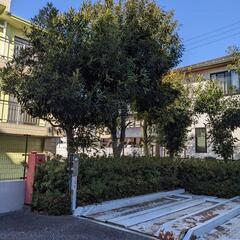 樫の原木、薪などにどうぞの画像