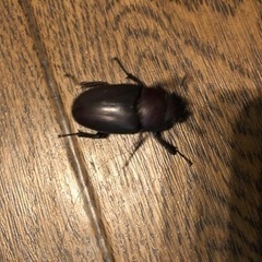 ノコギリクワガタ、オス、メスの画像