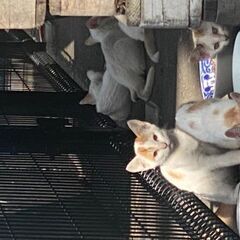 動物病院で健康診断後にお渡しします