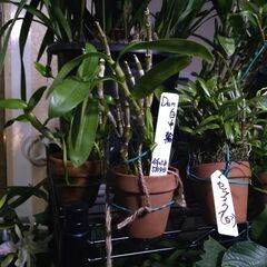体調を崩してしまいましたので石槌山系ダルマセッコクを始め様々な植物達を始め様々な植物達を出品しますが明後日２８日金曜日の深夜に締切らせて頂きますので宜しくお願い致します。の画像