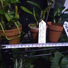 体調を崩してしまいましたので石槌山系ダルマセッコクを始め様々な植物達を始め様々な植物達を出品しますが明後日２８日金曜日の深夜に締切らせて頂きますので宜しくお願い致します。の画像