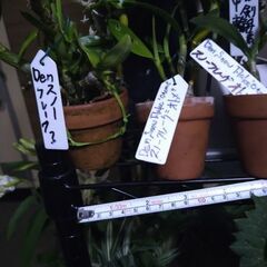 体調を崩してしまいましたので石槌山系ダルマセッコクを始め様々な植物達を始め様々な植物達を出品しますが明後日２８日金曜日の深夜に締切らせて頂きますので宜しくお願い致します。の画像