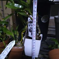 体調を崩してしまいましたので石槌山系ダルマセッコクを始め様々な植物達を始め様々な植物達を出品しますが明後日２８日金曜日の深夜に締切らせて頂きますので宜しくお願い致します。の画像