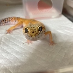 レオパ好きな方〜！