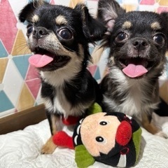 チワワ