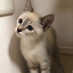 少し怖がりさんだけど結局ゴロゴロ言うシャムくん