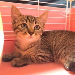 キジトラのちっちゃめの女の子　子猫だらけの里親会参加