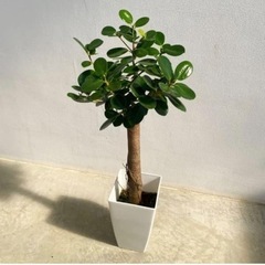 購入者様決定しました♡パンダガジュマル 6号「かわいい植物】イン...