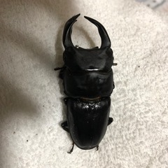 オオクワガタ76upの画像