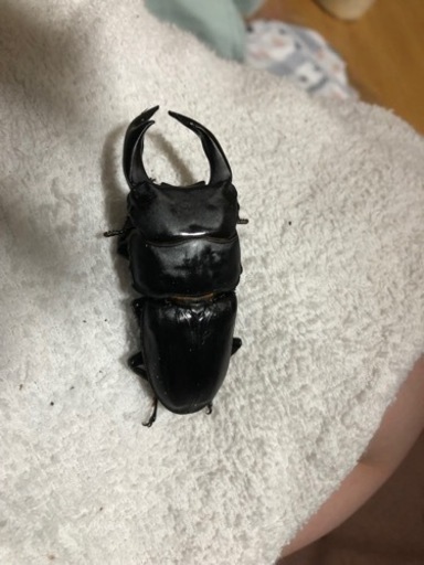 オオクワガタ76up