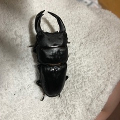 オオクワガタ76up