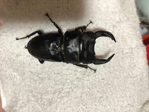 オオクワガタ75up