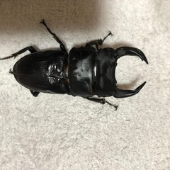 オオクワガタ75upの画像