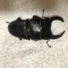 オオクワガタ　72up