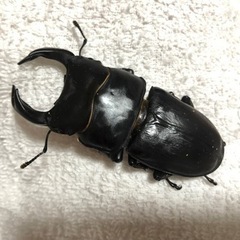 オオクワガタ　74up