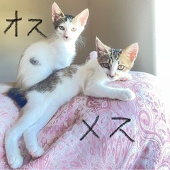 子猫生後2.5ヶ月7月末まで掲載します