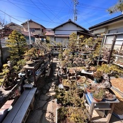 世話のできなくなった盆栽引取らせてください