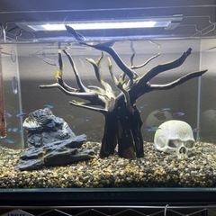 ADAアクアリム水槽一式