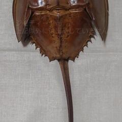 カブトガニ 標本 剥製