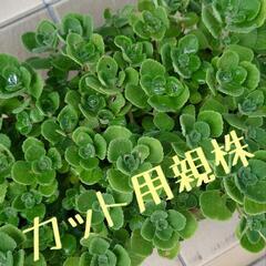 ゴキブリ忌避　アロマティカス　ミントの香りの多肉の画像