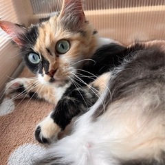 マンチカンの黒蜜ちゃん♡