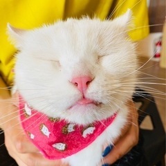 アメリカンカールの白ちゃん♡ - 猫