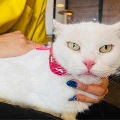 アメリカンカールの白ちゃん♡ − 埼玉県