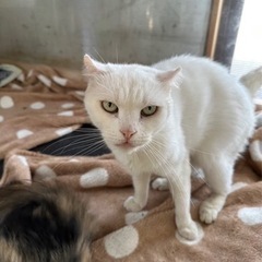 アメリカンカールの白ちゃん♡