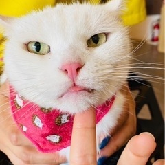 アメリカンカールの白ちゃん♡ - 児玉郡