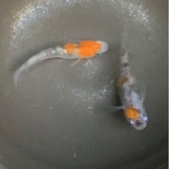 三色ラメ　現物1ペア