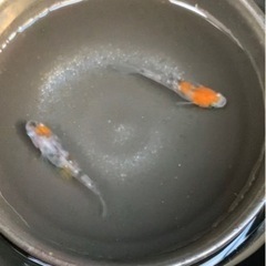 三色ラメ　現物1ペアの画像