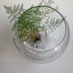 観葉植物ガラスボール　ハイドロカルチャー（本日中）
