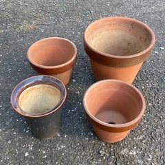 オリーブ　苗木（50cm）　植木鉢4個セットの画像