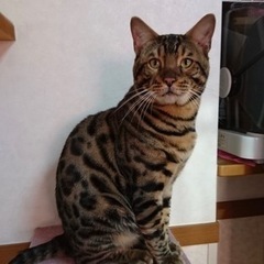 ベンガル猫 オス 9歳