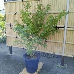 もみじの鉢植え　秋に紅葉します　の画像